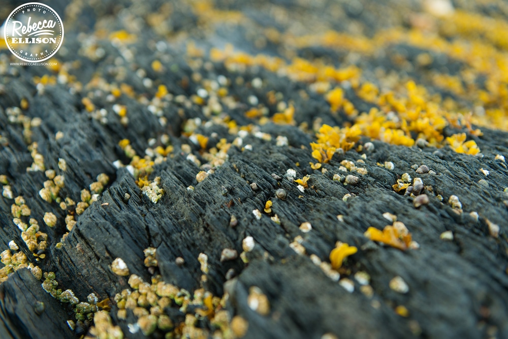 Lichen on rocks in Ketchikan Alaska photographed by Rebecca Ellison Photography